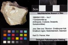 Foto (Objket + Etiketten) von ? Goniodromites sp. 